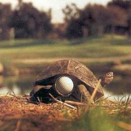 Turtle with a golf ball stuck in his butt